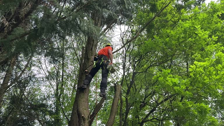 Best Tree Disease Treatment  in Floresville, TX